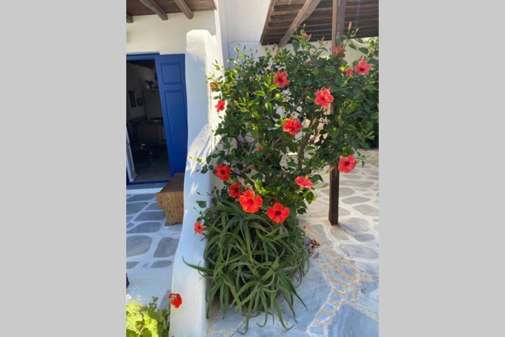 Pigeon House Ornos Beach Mykonos Town المظهر الخارجي الصورة
